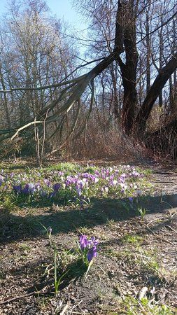 Parc de Jungfernheide