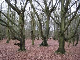 Riverside Garden Park