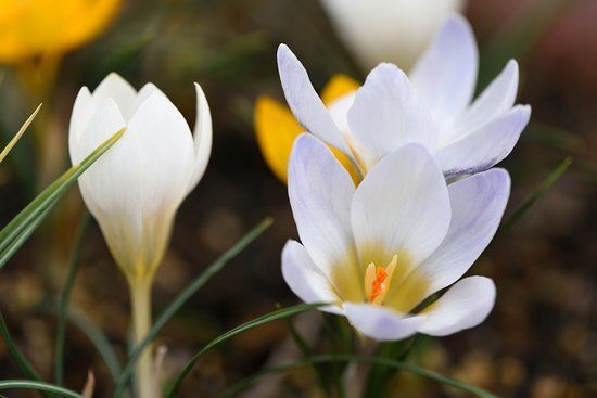 Kagawa Engei Sogo Center