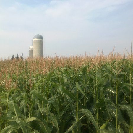 The Amazing Field Maze