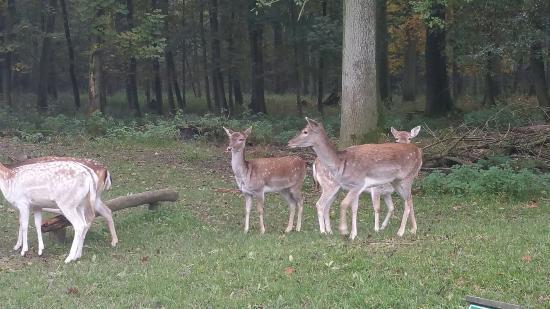 Wildpark Düsseldorf Grafenberg